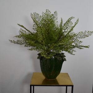 Venushaar kunst varen in pot