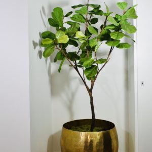 Ficus fiddle leaf