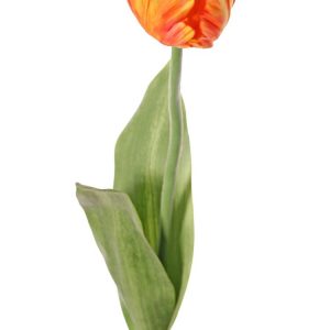 Tulp oranje/geel