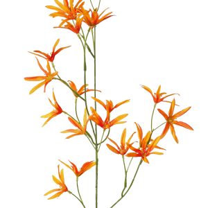 Tweedia oranje