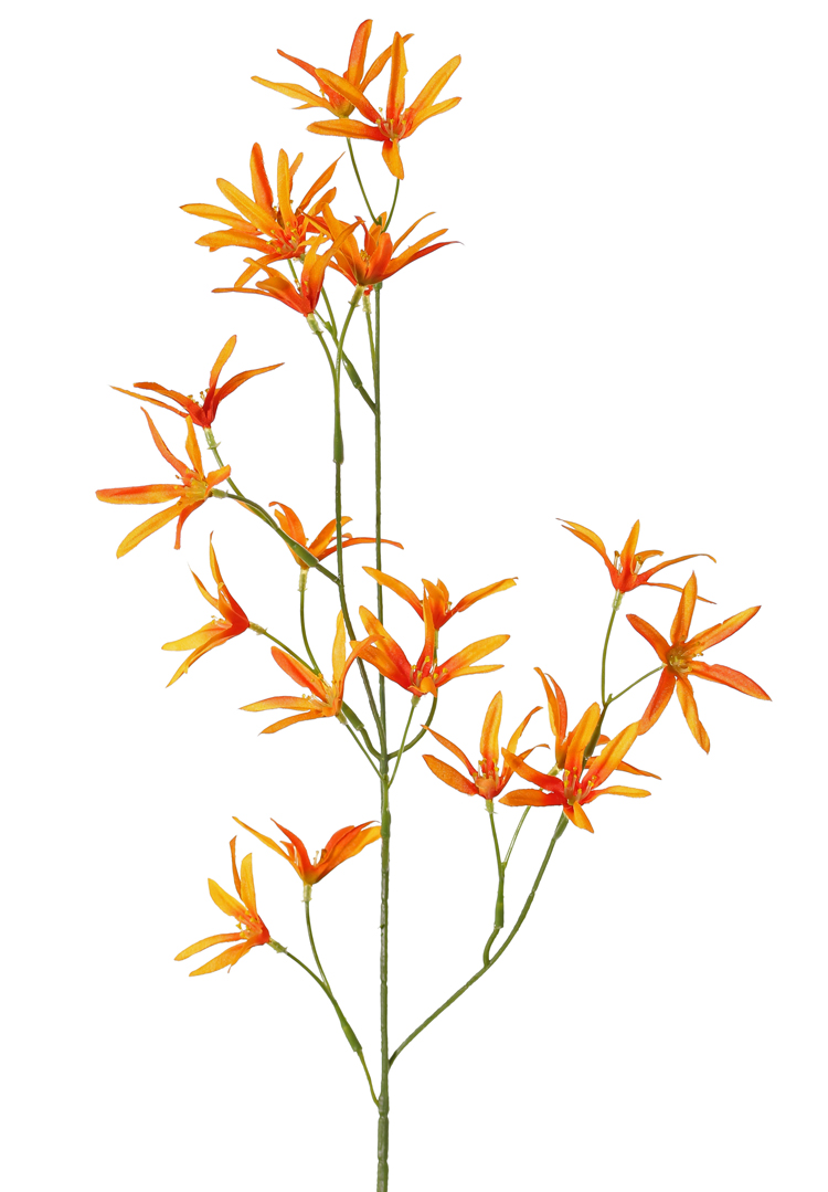 Tweedia oranje