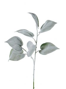 philodendron frost met fluweelachtig blad