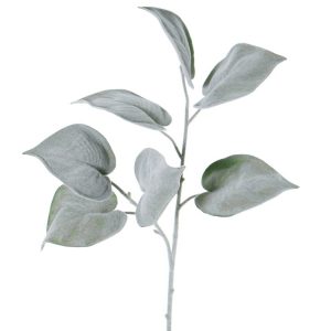 philodendron frost met fluweelachtig blad