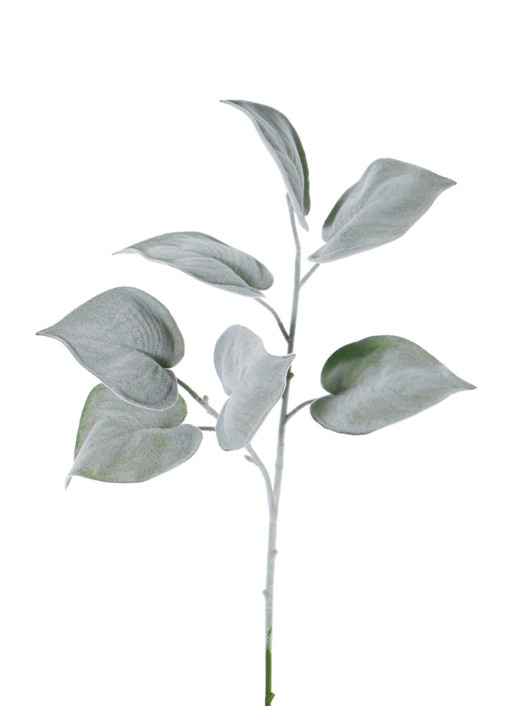 philodendron frost met fluweelachtig blad