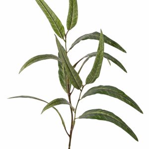 Punt eucalyptus