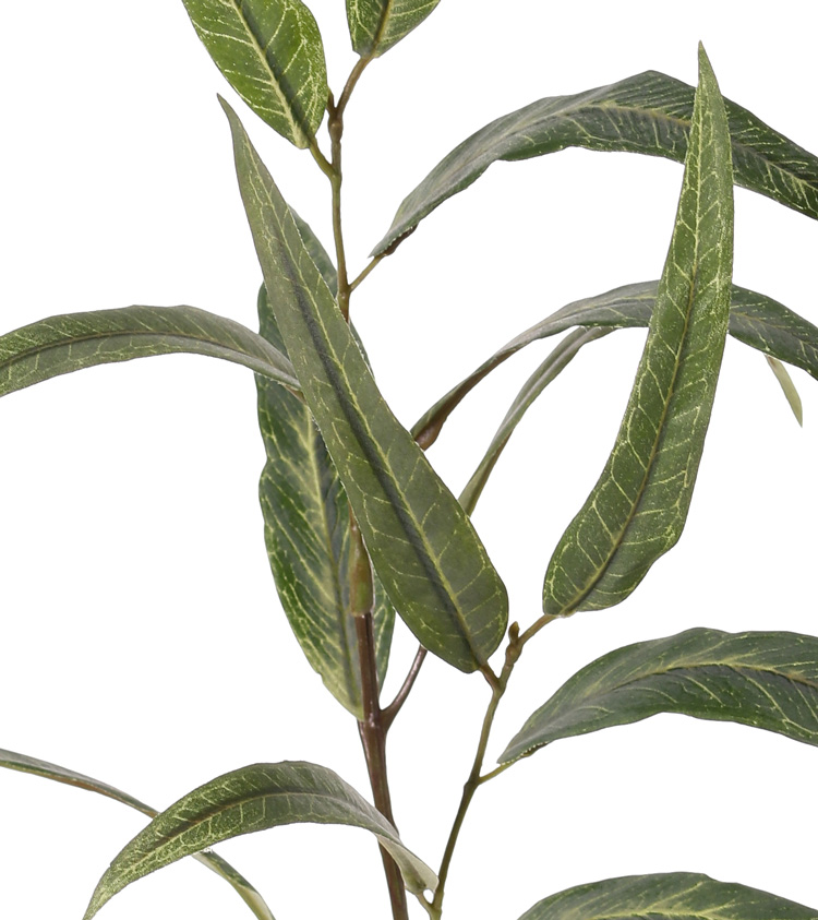 Punt eucalyptus