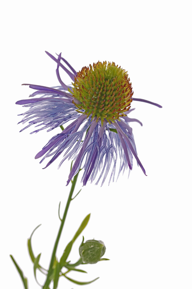 Een fraaie Zonnehoed Echinacea Lila . - Afbeelding 2