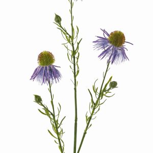 Een fraaie Zonnehoed Echinacea Lila .