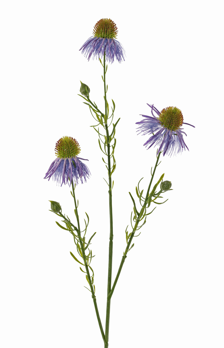 Een fraaie Zonnehoed Echinacea Lila .
