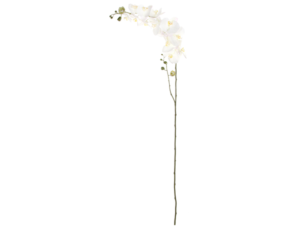 Witte orchidee lengte 176 cm
