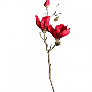 Prachtige rode magnolia tak