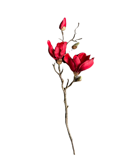 Prachtige rode magnolia tak