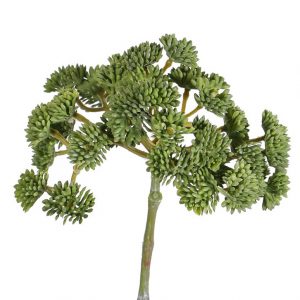 Decoratieve sedum topkwaliteit vetkruid