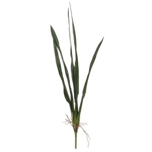 Speciale punt orchideeën blad.