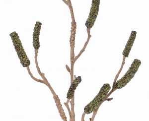 Groene lampenpoetser siertak 