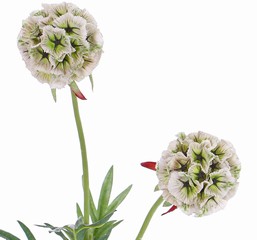 Scabiosa kunstbloem met zaadbol