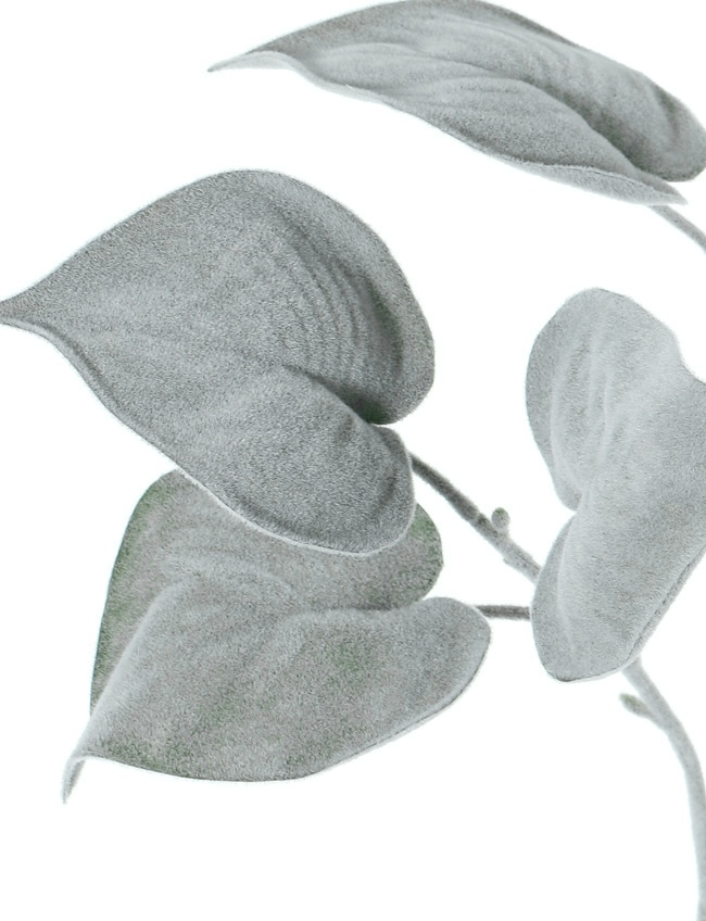 Philodendron frost met fluweelachtig blad. - Afbeelding 2