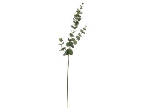 Topkwaliteit eucalyptus blad 