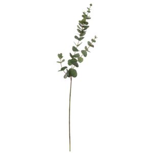 Topkwaliteit eucalyptus blad