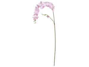 Topkwaliteit roze orchidee xl