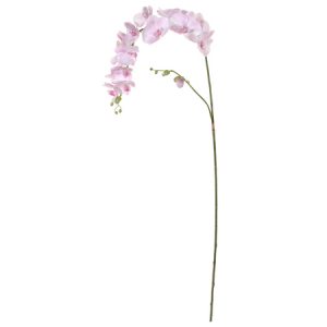 Topkwaliteit roze orchidee xl