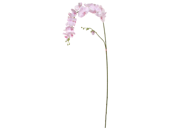 Topkwaliteit roze orchidee xl