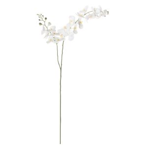Grote witte xl orchidee