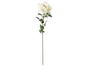 Topkwaliteit grote witte roos