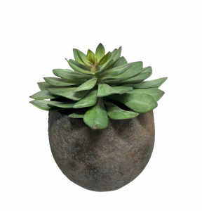 Vetplant in ceramiek pot