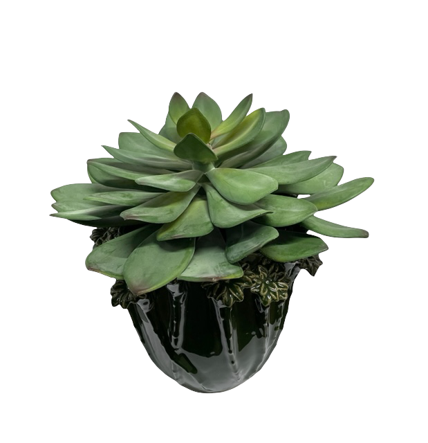 Grote vetplant in ornament pot