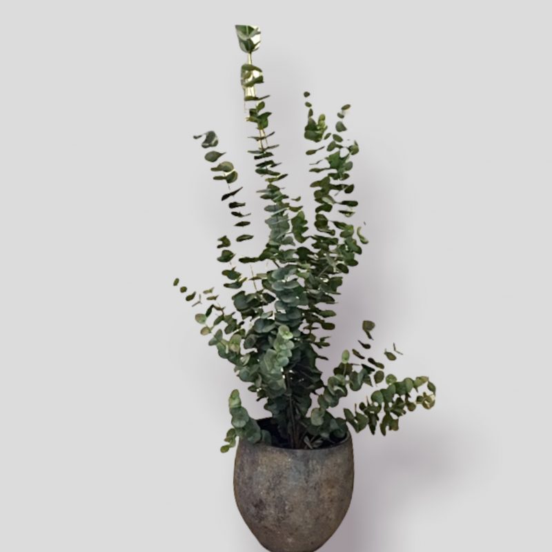 Eucalyptus kunstplant
