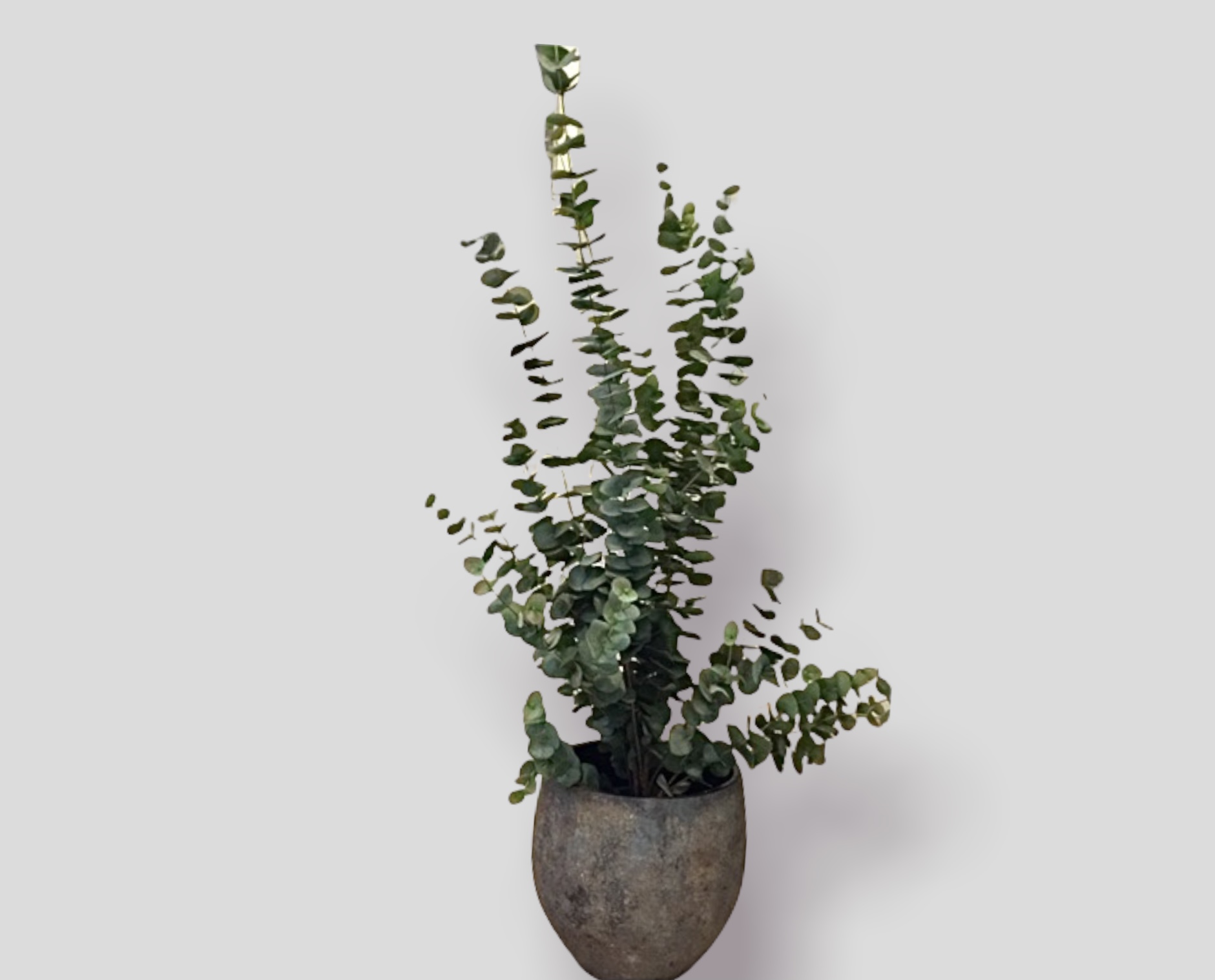Eucalyptus kunstplant