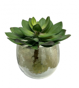 Vetplant