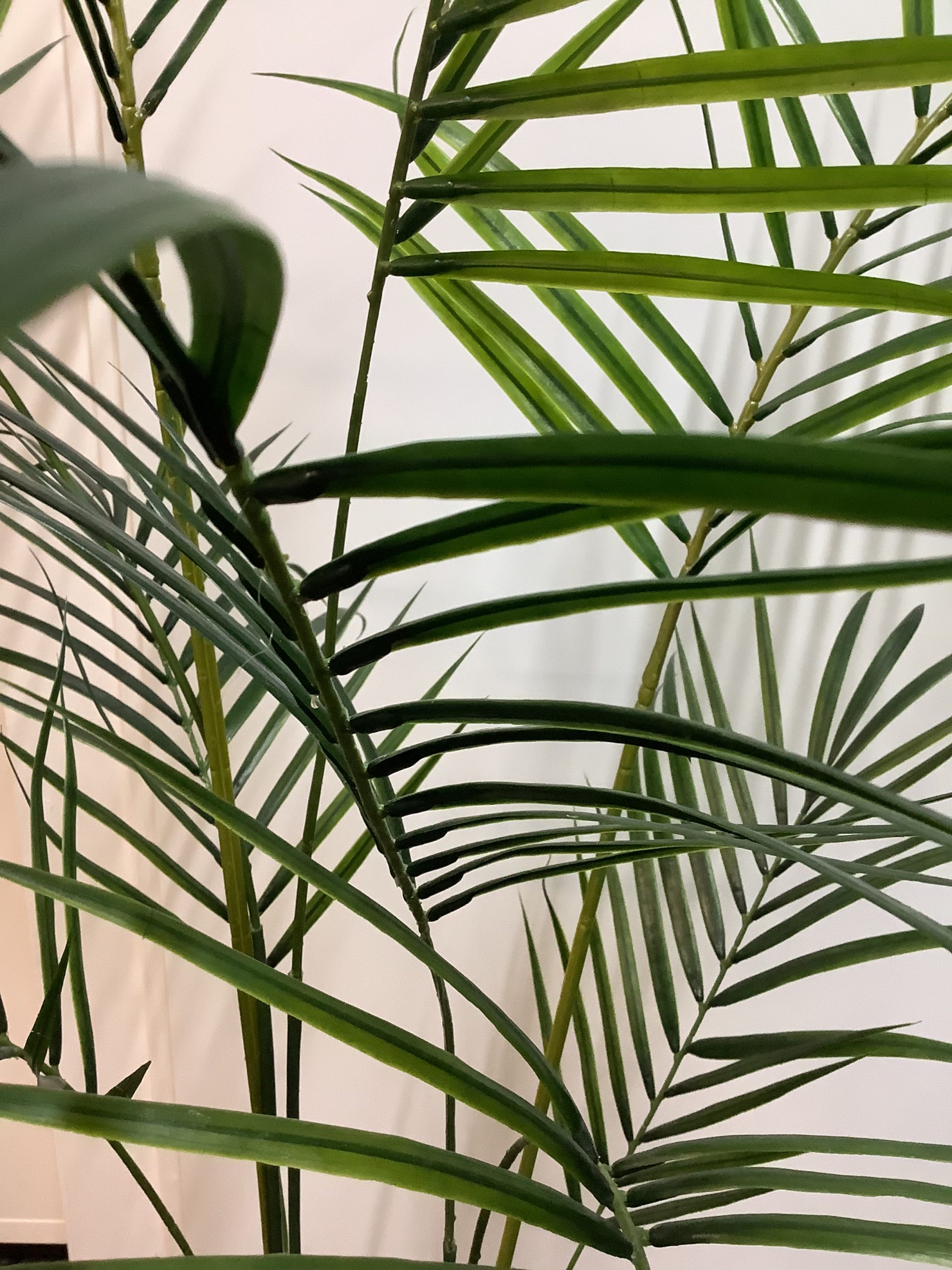 Palm Arcea