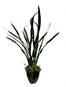 3 punt orchideeën blad in groene pot