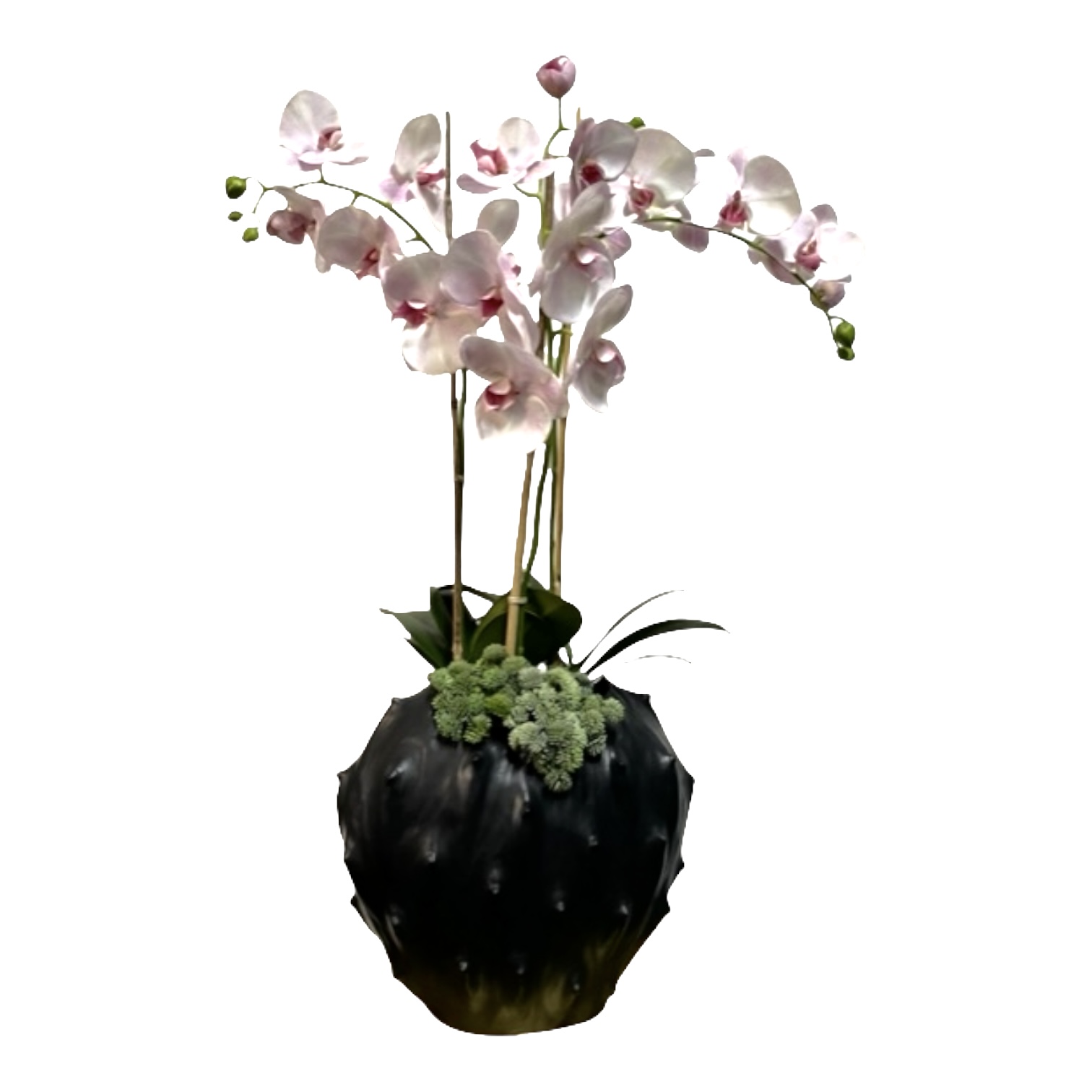Cactusvaas matzwart met orchidee
