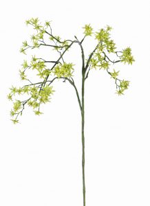 Deutzia bruidsbloem geel/groen