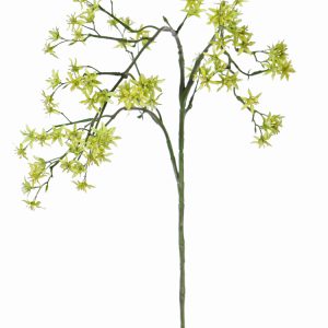 Deutzia bruidsbloem geel/groen