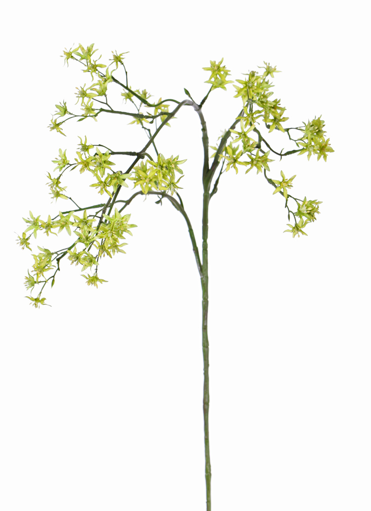 Deutzia bruidsbloem geel/groen