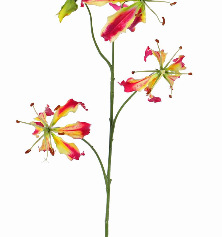 Lelie gloriosa Rood/geel