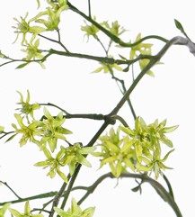 Deutzia Bruidsbloem geel/groen