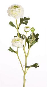Ranonkel Ranunculus wit