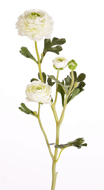 Ranonkel Ranunculus wit