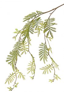 Mimosa fris groene siertak