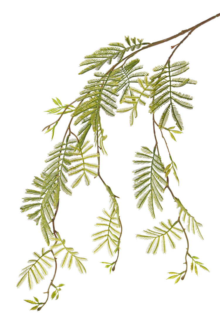 Mimosa fris groene siertak