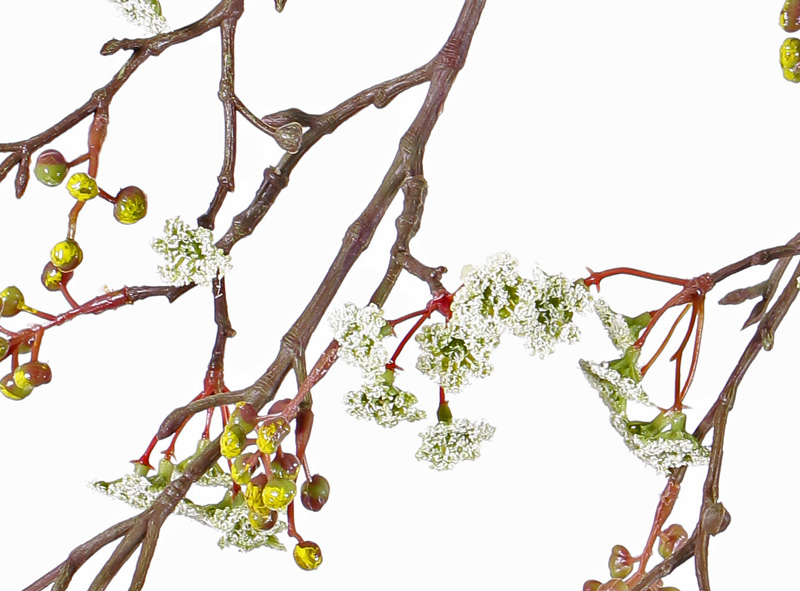 Bloesemtak maple fruit wit/geel