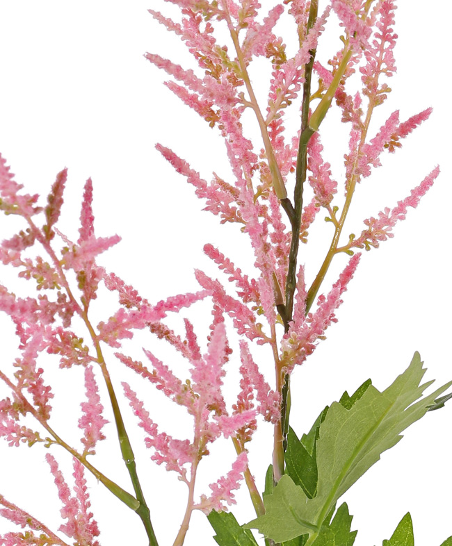 Roze pluimspirea met 2 bloempluimen