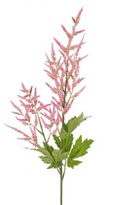 Roze pluimspirea met 2 bloempluimen