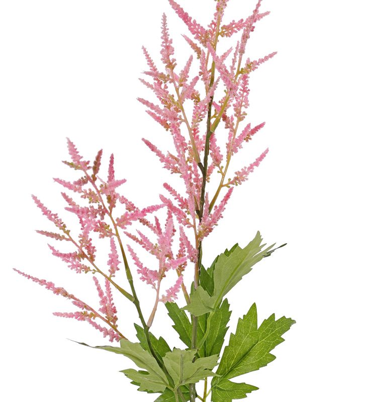 Roze pluimspirea met 2 bloempluimen