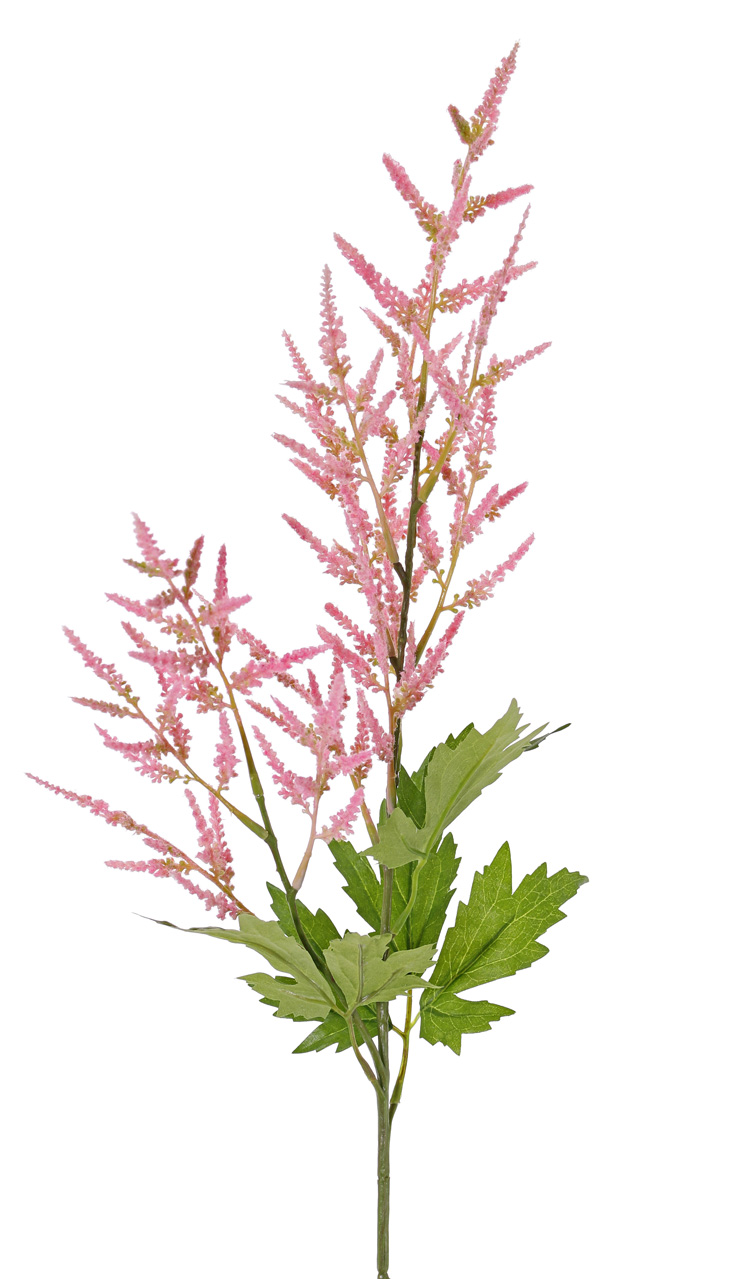 Roze pluimspirea met 2 bloempluimen